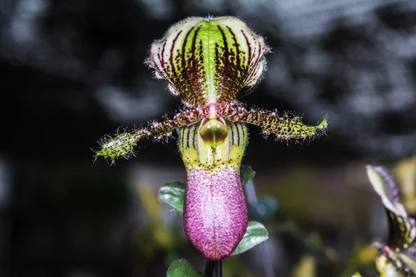 Orquídea paphiopedilum . — Foto de Stock