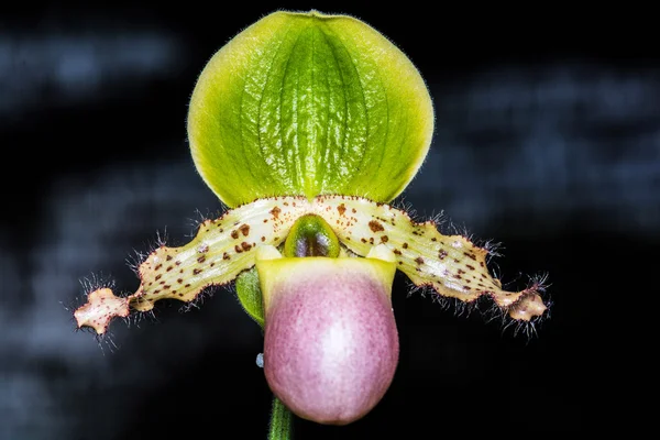 Orquídea de paphiopedilum . — Fotografia de Stock