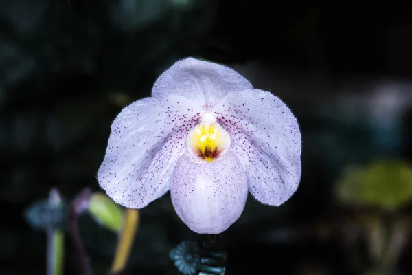 Paphiopedilum orkide. — Stok fotoğraf