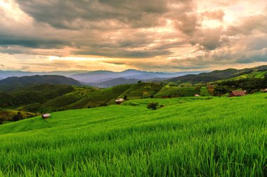 Tayland, Chiang Mai 'deki Ban Pa Pong Piang' daki teraslı pirinç tarlalarının manzarası. Teraslı pirinç tarlaları ve arka planda bir dağ sırası..