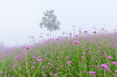 Verbena çiçekleri tarlada bulanık arka planda çiçek açarlar. Botanik adı Verbena Bonariensis küçük yapraklı mor bir çiçektir..