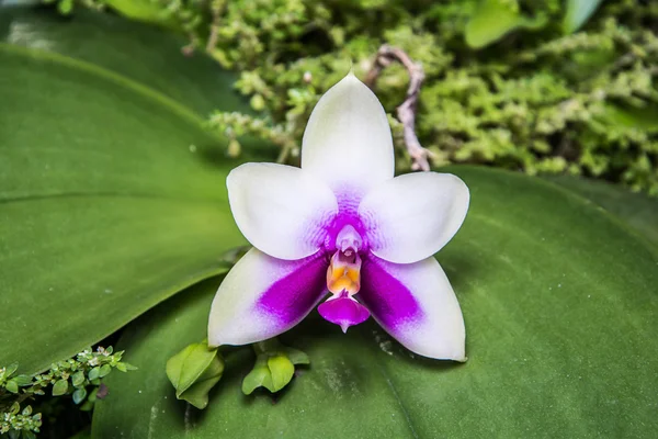 Phalaenopsis orkide. — Stok fotoğraf