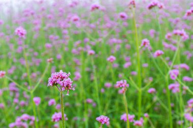 Verbena çiçekleri tarlada bulanık arka planda çiçek açarlar. Botanik adı Verbena Bonariensis küçük yapraklı mor bir çiçektir..