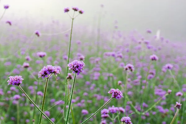 Las Flores Verbena Florecen Campo Sobre Fondo Borroso Nombre Botánico —  Fotos de Stock