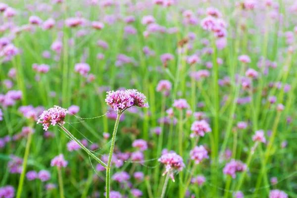 Eisenkraut Blumen Blühen Auf Dem Feld Vor Verschwommenem Hintergrund Der — Stockfoto