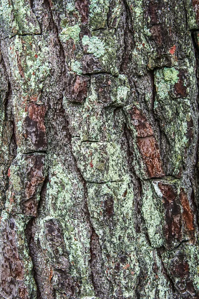 Bark Pine Tree. — Stock Photo, Image