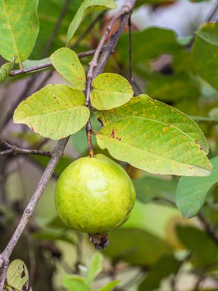 Guava fruit. — Stock Photo, Image