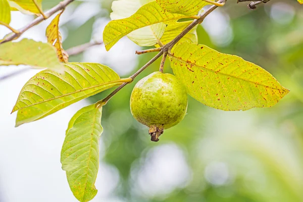 Ovoce guava — Stock fotografie