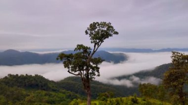 Time Lapse video 4k, Tayland 'ın kuzeyindeki Chiang Mai' deki Huay Kub Kab köyündeki dağlarda bir Misty sabahının manzarası. Alçak bulutlar ve sis yeşil ormanın üzerinde yuvarlanıyor