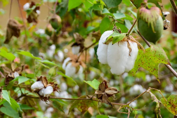 在准备在棉花田收获的枝头上种植成熟的棉花 农业作物概念 — 图库照片