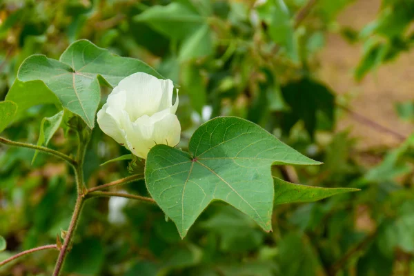 Blommande Bomullsväxter Blomma Gren Ett Bomullsfält — Stockfoto