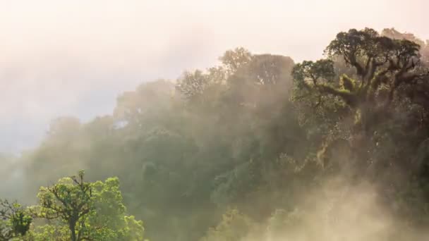清迈泰国Doi Inthanon国家公园山顶上流动的薄雾的时间流逝 时间流逝的自然景观在清晨时分 — 图库视频影像