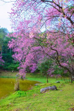 Vahşi Himalaya kirazı (Prunus cerasoides) veya Orkide Korunması 'ndaki dev kaplan çiçeği Inthanon, Chiang Mai, Tayland