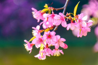 Vahşi Himalaya kirazı (Prunus cerasoides) veya Orkide Korunması 'ndaki dev kaplan çiçeği Inthanon, Chiang Mai, Tayland