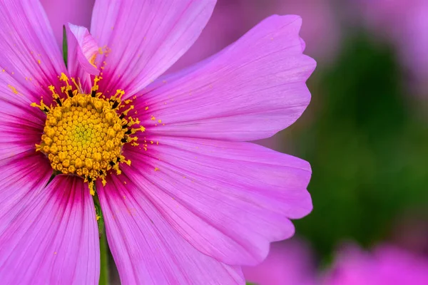 Kosmos Kwiaty Miękkim Naturalnym Tle Świeże Piękne — Zdjęcie stockowe