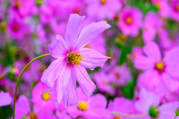 柔らかな自然を背景にしたコスモスの花々は清新で美しい — ストック写真
