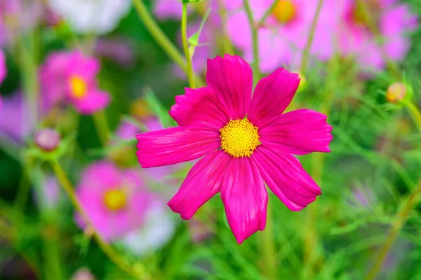 Fleurs Cosmos Avec Fond Naturel Doux Sont Frais Beaux — Photo