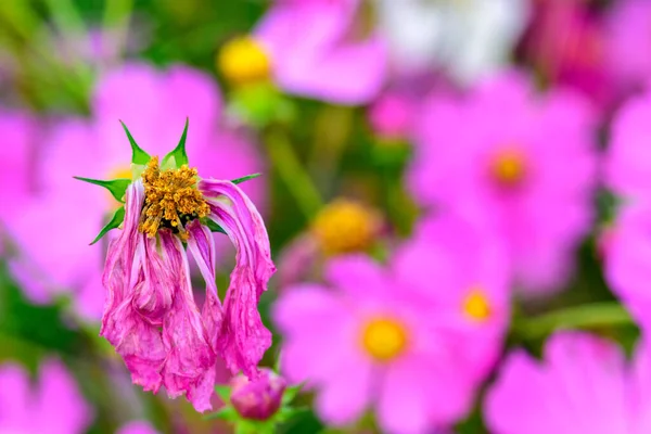 Cosmos Flowers Blooming Blooming Wilting — Foto Stock