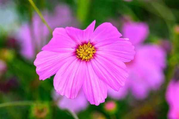 Fleurs Cosmos Avec Fond Naturel Doux Sont Frais Beaux — Photo