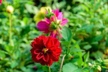 Bahçede çiçek açan Dahlia Figaro çiçekleri. Dahlia Figaro çiçeklerinin yakın çekimi, Tayland.