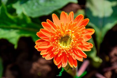 Bahçede Gerbera çiçekleri açıyor. Gerbera çiçeklerine yakın çekim, Tayland.