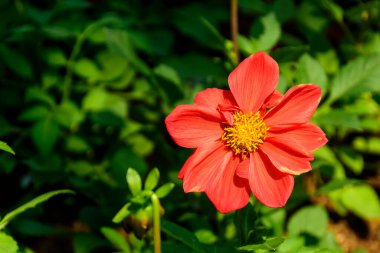 Bahçede çiçek açan Dahlia Figaro çiçekleri. Dahlia Figaro çiçeklerinin yakın çekimi, Tayland.