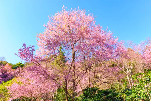 Blossom Wild Himalayan Cherry Prunus Cerasoides Giant Tiger Flower Khun —  Fotos de Stock