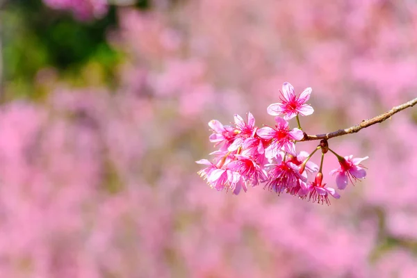 Kwiat Dzikiej Wiśni Himalajskiej Prunus Cerasoides Lub Olbrzymiego Kwiatu Tygrysa — Zdjęcie stockowe