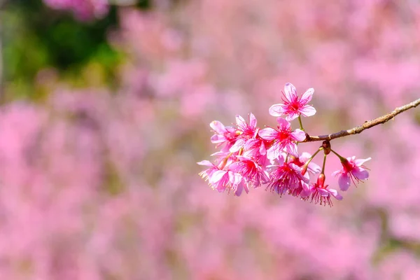 Virág Vad Himalája Cseresznye Prunus Cerasoides Vagy Óriás Tigris Virág — Stock Fotó