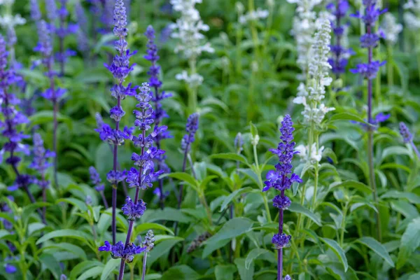 Mavi Salvia çiçekleri Chiang Mai, Tayland 'da bir bahçede çiçek açıyor. Baharda açan mavi çiçek.