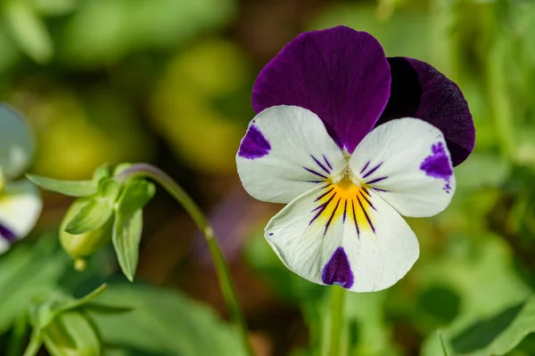 Закройте Цветки Виолы Цветущие Саду Размытом Фоне Весной Селективный Фокус — стоковое фото