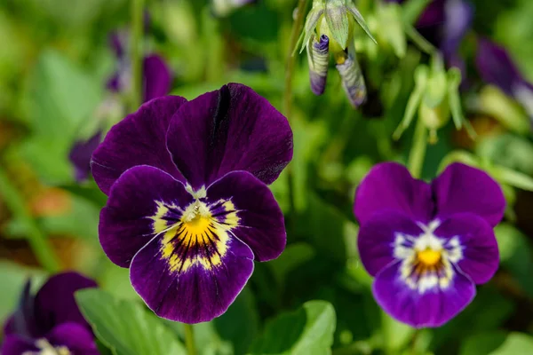 Zavřít Viola Květiny Kvetoucí Zahradě Rozmazaným Pozadím Jaře Selektivní Zaměření — Stock fotografie