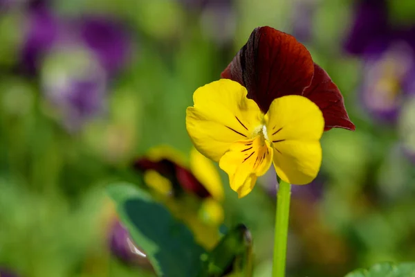 春には背景がぼやけて庭に咲くヴィオラの花を閉じます 選択的焦点 — ストック写真