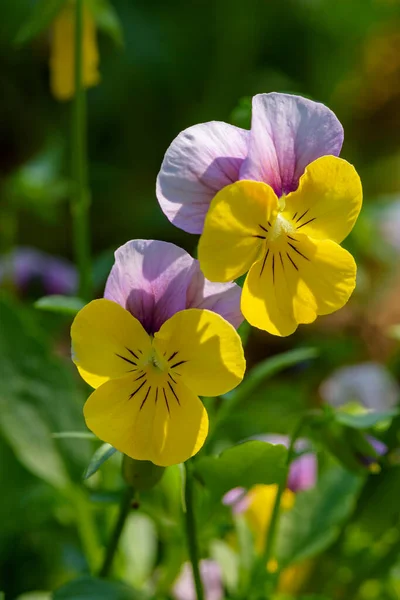 Zavřít Viola Květiny Kvetoucí Zahradě Rozmazaným Pozadím Jaře Selektivní Zaměření — Stock fotografie