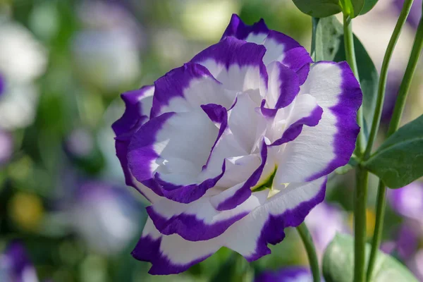 Krásná Lisianthus Květiny Zeleném Listě Pozadí Zahradě — Stock fotografie