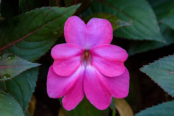 Nya Guinea Bjuder Blommor Hemträdgården Latinskt Namn Impatiens Hawkeri Blommande — Stockfoto