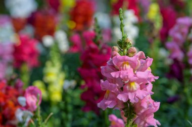 Antirrhinum majus ejder çiçeği diğer adıyla Snap Dragons ve Tagetes patula (Fransız kadife çiçekleri) bahçede çiçek açıyor.