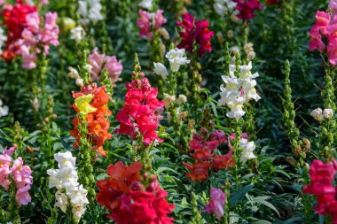 Antirrhinum majus ejder çiçeği diğer adıyla Snap Dragons ve Tagetes patula (Fransız kadife çiçekleri) bahçede çiçek açıyor.