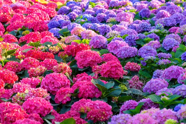 Цветущие Цветы Hydrangeas Саду Чиангмай Таиланд — стоковое фото