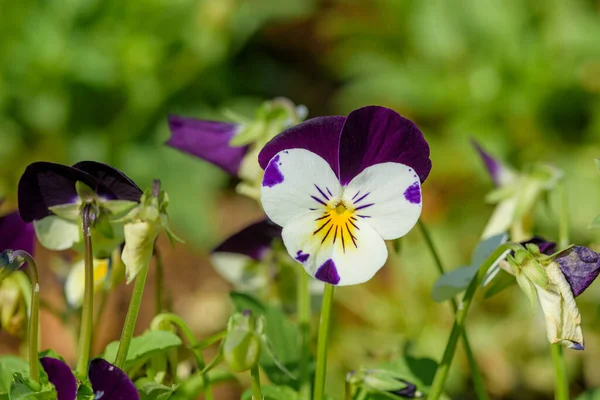 Närbild Viola Blommor Blommar Trädgården Med Suddig Bakgrund Våren Selektivt — Stockfoto