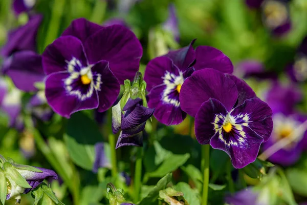 Zamknij Viola Kwiaty Kwitnące Ogrodzie Zamazanym Tle Wiosną Ukierunkowanie Selektywne — Zdjęcie stockowe