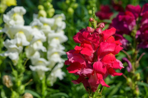 Antirrhinum Majus Λουλούδι Δράκος Επίσης Γνωστή Snap Dragons Και Tagetes — Φωτογραφία Αρχείου