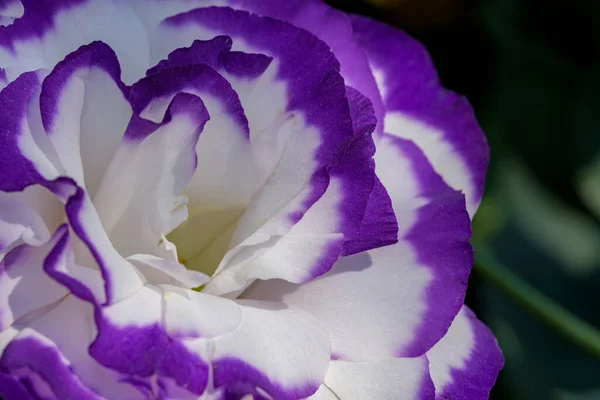 Krásná Lisianthus Květiny Zeleném Listě Pozadí Zahradě — Stock fotografie
