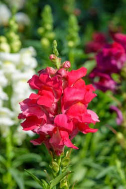 Antirrhinum majus ejder çiçeği diğer adıyla Snap Dragons ve Tagetes patula (Fransız kadife çiçekleri) bahçede çiçek açıyor.