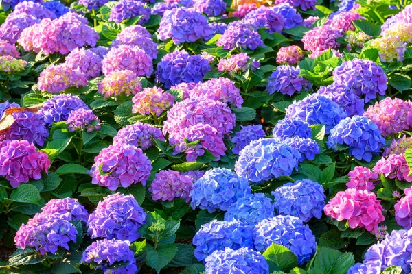 Цветущие Цветы Hydrangeas Саду Чиангмай Таиланд — стоковое фото