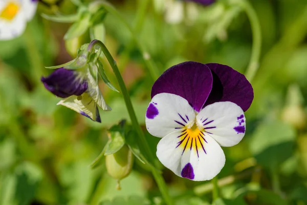 Närbild Viola Blommor Blommar Trädgården Med Suddig Bakgrund Våren Selektivt — Stockfoto