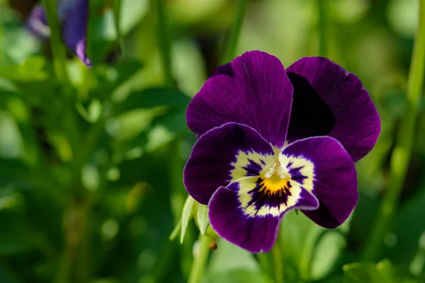 Acercamiento Las Flores Viola Que Florecen Jardín Con Fondo Borroso — Foto de Stock