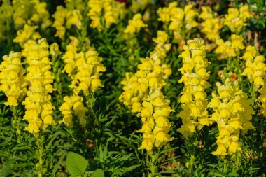 Antirrhinum majus ejder çiçeği diğer adıyla Snap Dragons ve Tagetes patula (Fransız kadife çiçekleri) bahçede çiçek açıyor..