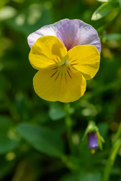 Zavřít Viola Květiny Kvetoucí Zahradě Rozmazaným Pozadím Jaře Selektivní Zaměření — Stock fotografie