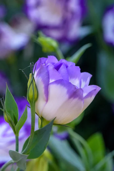 Krásná Lisianthus Květiny Zeleném Listě Pozadí Zahradě — Stock fotografie